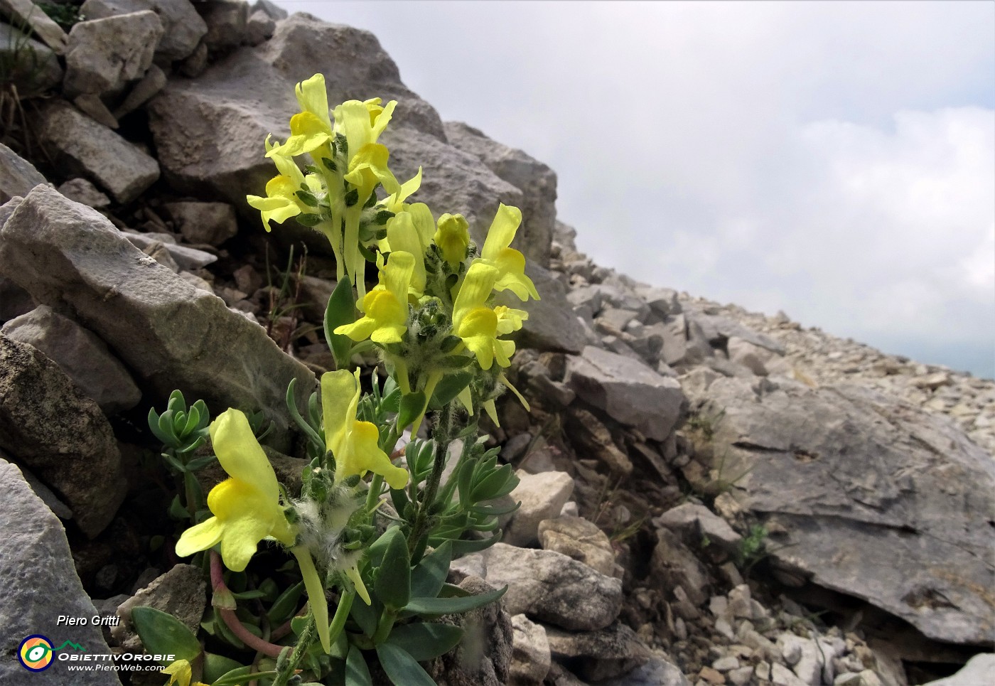 45 Linaria bergamasca (Linaria tonzigii) nei macereti del Mandrone.JPG -                                